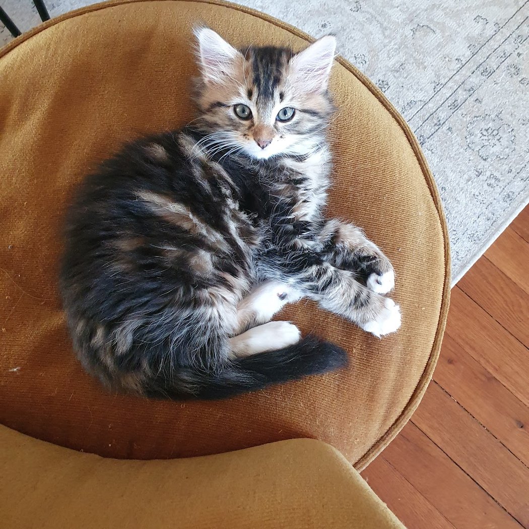 Entraide Chats Villejuif 1